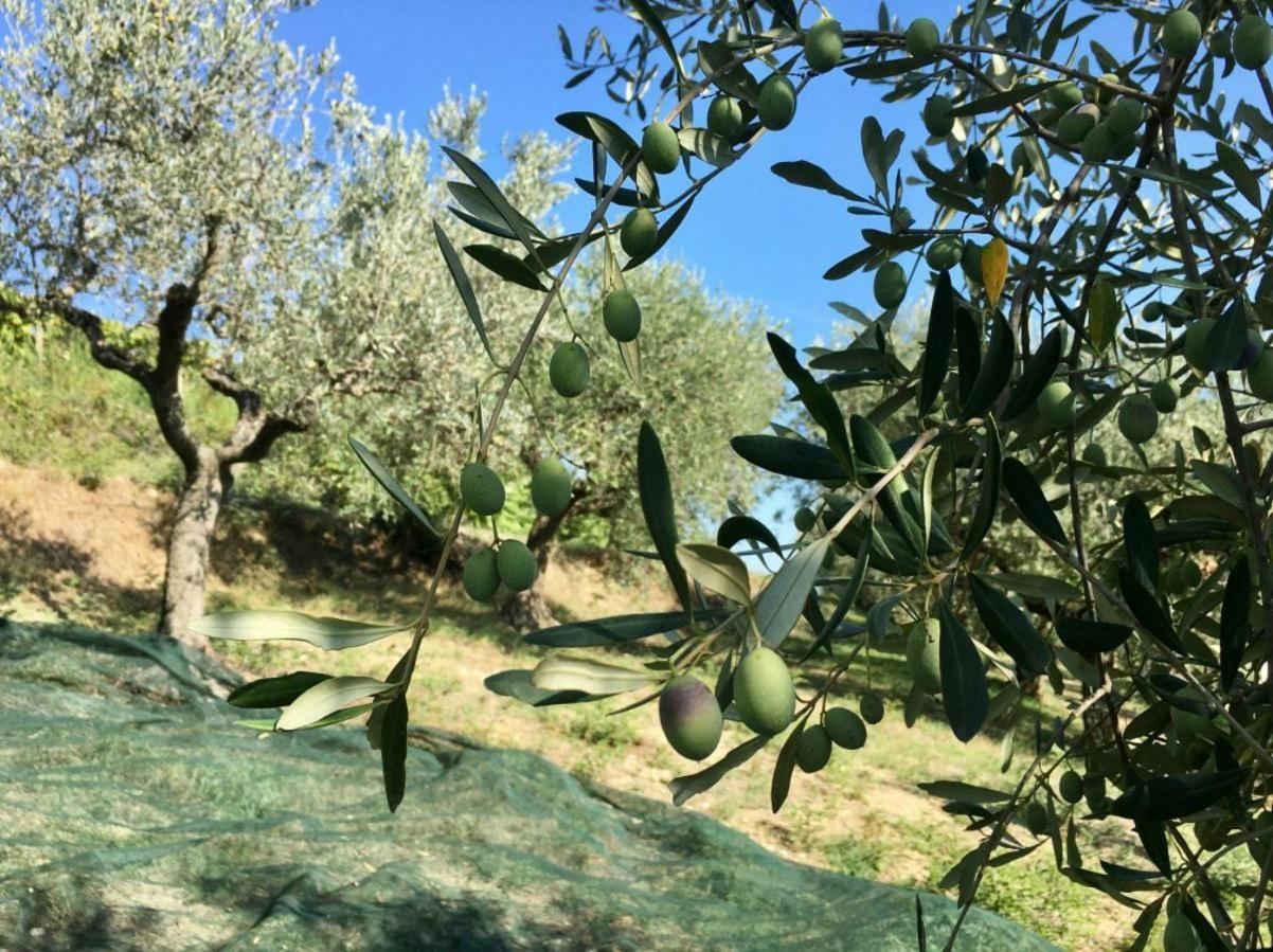 Glamping E Camere Cirelliwines Abruzzo Citta Sant'Angelo Exterior photo