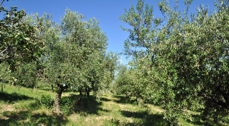 Glamping E Camere Cirelliwines Abruzzo Citta Sant'Angelo Exterior photo